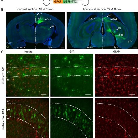 Only Trpv Astrocytes Display An Acute Increase In Ca I In