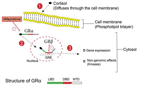 Mifepristone Mechanism Of Action My Endo Consult