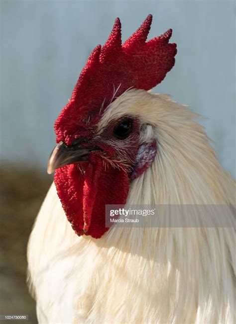 White Leghorn Chicken With Red Comb Stock Foto Getty Images