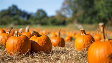 Gourd Geous Pumpkin Patches In And Near London — London X London