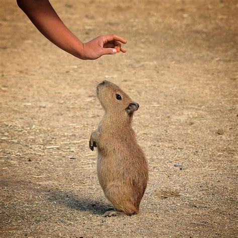 Capybaras Riding Great Wave Rcapybara