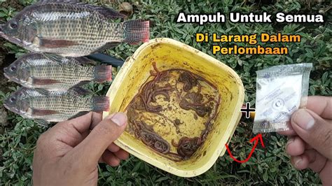 Mancing Nila Liar Umpan Cacing Vanilla Full Strike Youtube