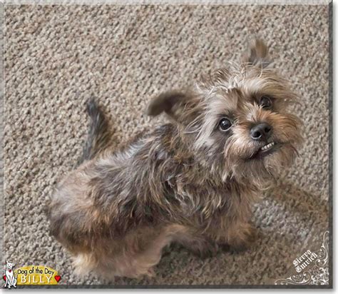 Billy Yorkshire Terrier Miniature Schnauzer Mix November 26 2018