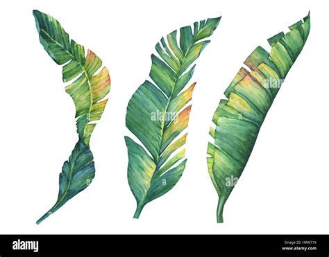 Set Of Exotic Tropical Banana Leaves Hand Drawn Watercolor Painting On