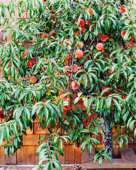 peach grow a garden 5