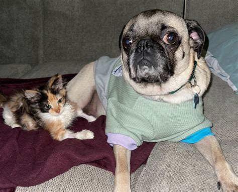 Norman animal shelter desperately needs more foster homes today 11