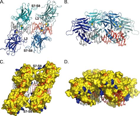 Structure Of The P53 Core Domain Dimer Bound To Dna♦ Journal Of Biological Chemistry