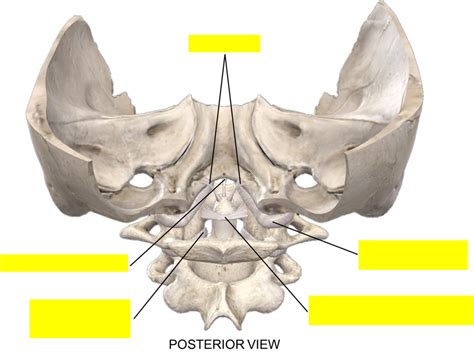 Atlanto Occipital Diagram Quizlet