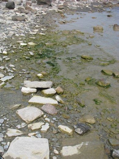 Algae Concerns In Balmy Beach Owen Sound Sun Times