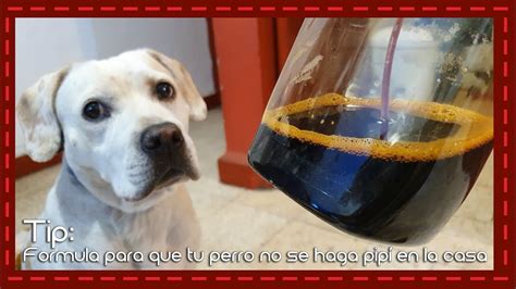 El Vinagre Blanco El Secreto Para Mantener A Tu Perro Alejado De Las