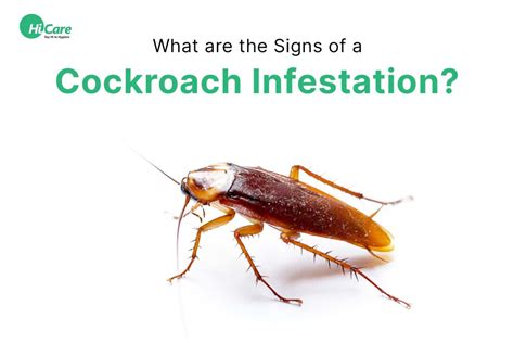 5 Common Signs Of Cockroach Infestation In The House HiCare