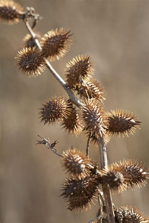 Cocklebur Xanthium Strumarium Photograph By Kathy Clark Fine Art