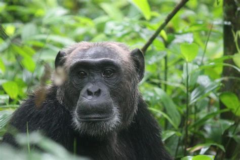 11 Days Uganda Rwanda Primate Tracking And Wildlife Safari