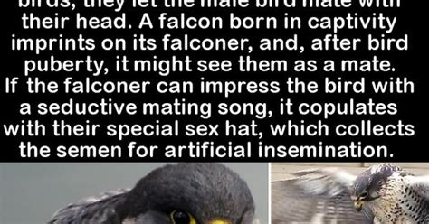 Falcon Sex Hat Album On Imgur