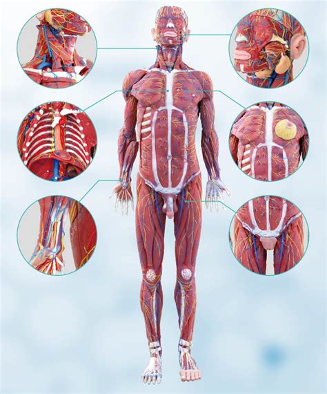 Cuerpo humano completo en silicón de alto realismo - Pranatec Simulación