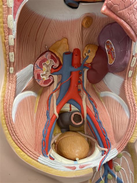 Urinary System Torso Model Diagram Quizlet