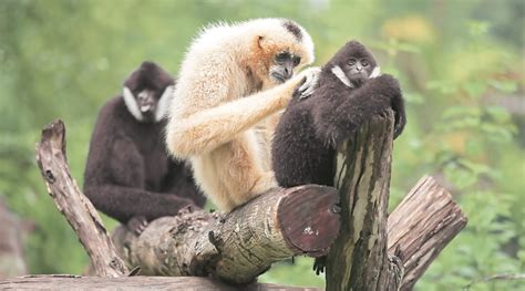 Call Of The Wild A Tale Of Three Gibbons Life Style News The