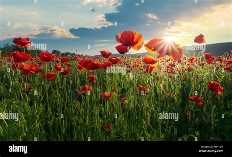 poppy field sunset  res stock photography  images alamy