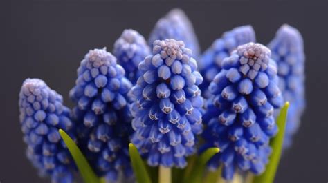 Flores de jacinto azul en un jardín Foto Premium