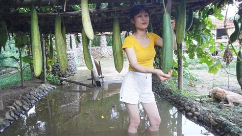 Harvesting Melon Fruit Go To The Market To Sell Harvest Corn And Dry