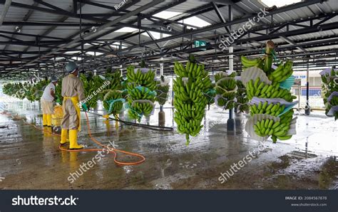 16636 Banana Farmer Image Images Stock Photos And Vectors Shutterstock