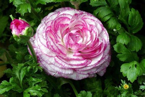 Ранункулюсы: фото в саду, выращивание и уход. Когда и как сажать ...