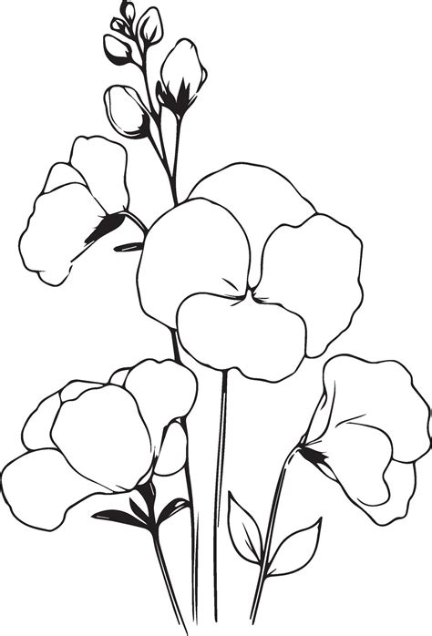 Cute Flower Coloring Pages Sweet Pea Drawing Sweet Pea Drawings Hand