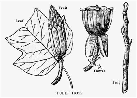 Tulip Tree