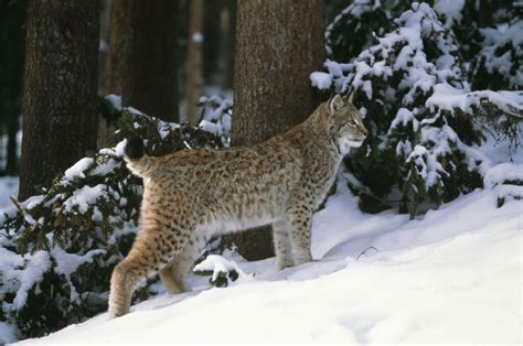 Taiga Biome Animals Lynx | www.imgkid.com - The Image Kid Has It!