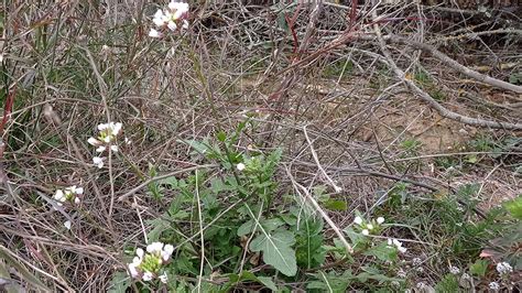 Flors Al Cor De L Hivern Arbres I Plantes Que Floreixen Ara A