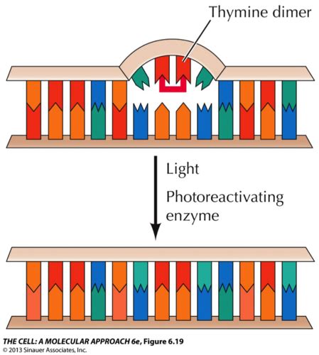DNA repair Flashcards | Quizlet 