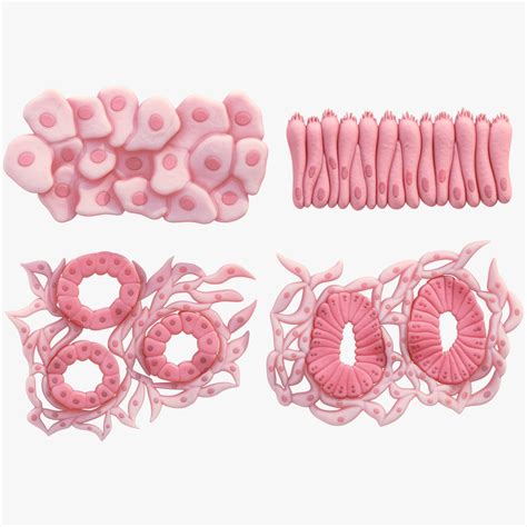 3d Epithelial Tissues Turbosquid 2100516