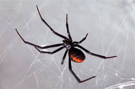 10 Facts About Black Widow Spiders Fact File