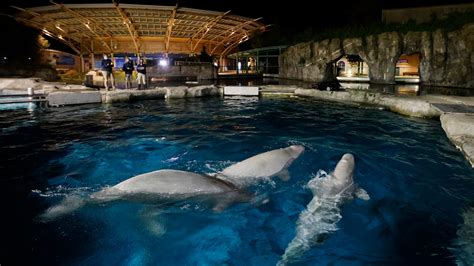 Aquarium to auction off chance to name 3 beluga whales | WFLA