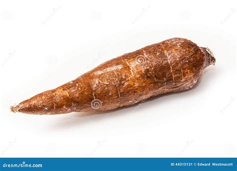 Cassava Root Vegetable Stock Image Image Of Manihot 44315131