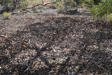 Ochre Trail Dryandra Woodlands National Park The Long Ways Better