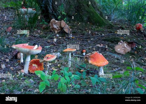 Fly Agaric Mushrooms In Group Stock Photo Alamy