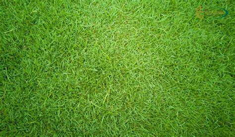 Best Bermuda Grass Type for Your Climate Conditions