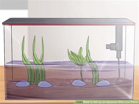 How to Set up an Aquarium With Live Plants: 12 Steps