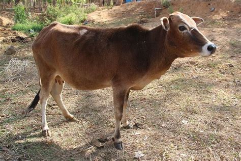 Los científicos descubren un gen termostático en vacas enanas Memeo