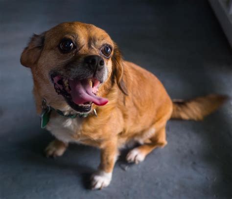 Happy Puggle Being Happy Aww