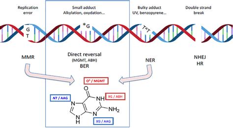 Dna Repair Pathway