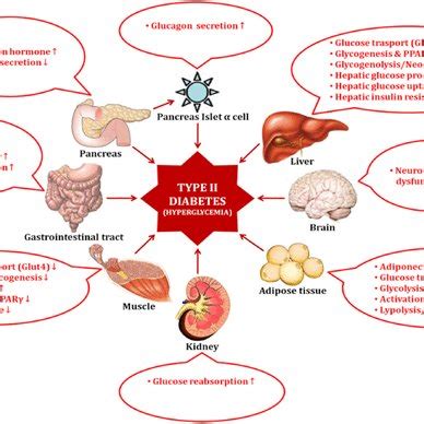 An Overview Of Important Human Organs That Are Affected By Diabetes