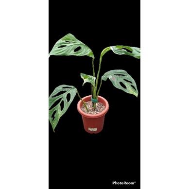 Jual Tanaman Hias Janda Bolong Belang Monstera Adansonii Variegata