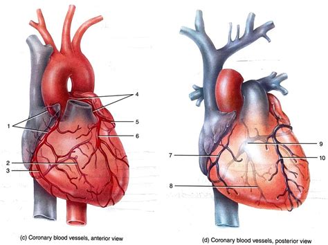 heart circulation Diagram | Quizlet