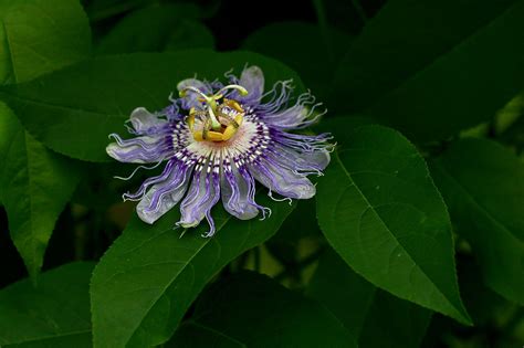 Passiflora incarnata