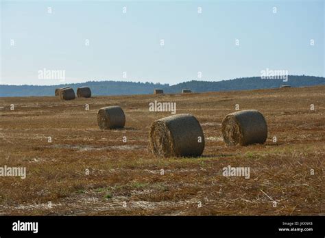 Straw Bales On Harvested Field With Blue Sky Stock Photo Alamy