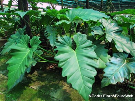 Nparks Philodendron Lacerum