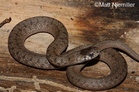 DeKays Brownsnake | State of Tennessee, Wildlife Resources Agency