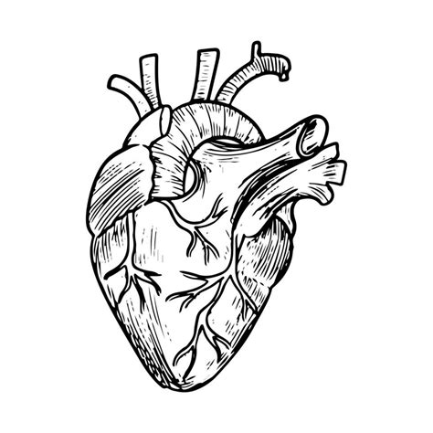 Doodle of Anatomical heart isolated on a white background. human organ ...